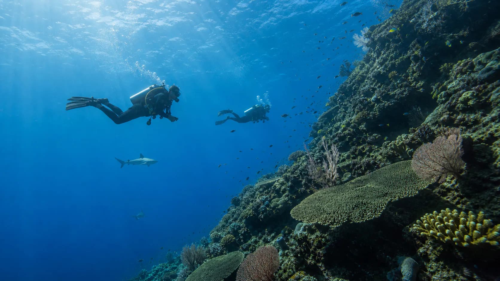 Mood image of a Palau dive trip with a reef wall, divers and pelagic life in open blue water.